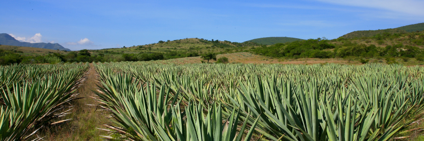 Mezcal! The Importance of Being There.